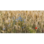 General Gamebird Mix. Cover Crop. 1 acre pack. Sold out until March 2024